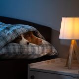 żarówki led_led-pol_AMM-GU10-4,9W_6.jpg